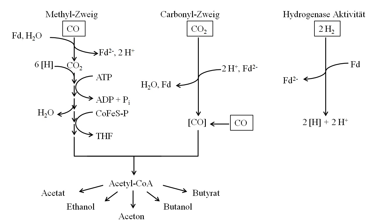 Die nachfolgende Abbildung stellt vereinfacht die im Wood-Ljungdahl-Stoffwechselweg ablaufenden Reaktionen dar
